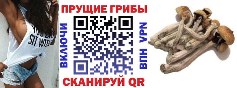 Псилоцибиновые грибы MAGIC MUSHROOMS  Елизово 